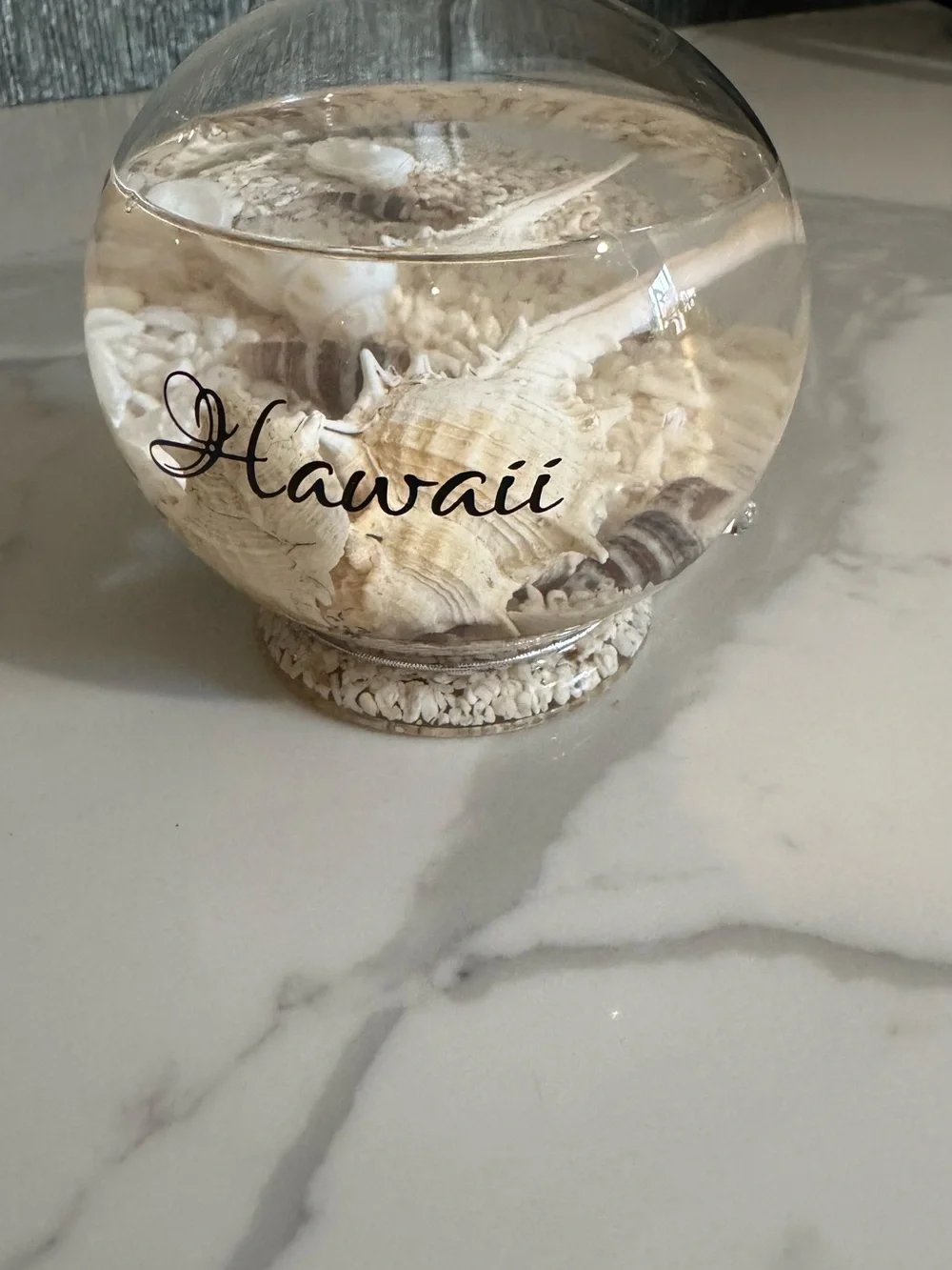 Hawaii Glass Shell Bowl Decorative Terrarium - Clear